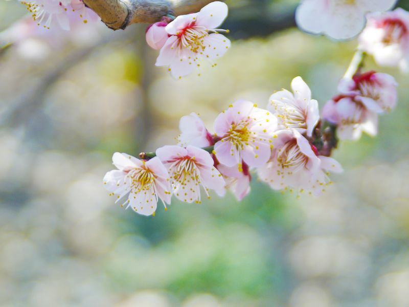 địa điểm ngắm hoa ume địa điểm ngắm hoa ume